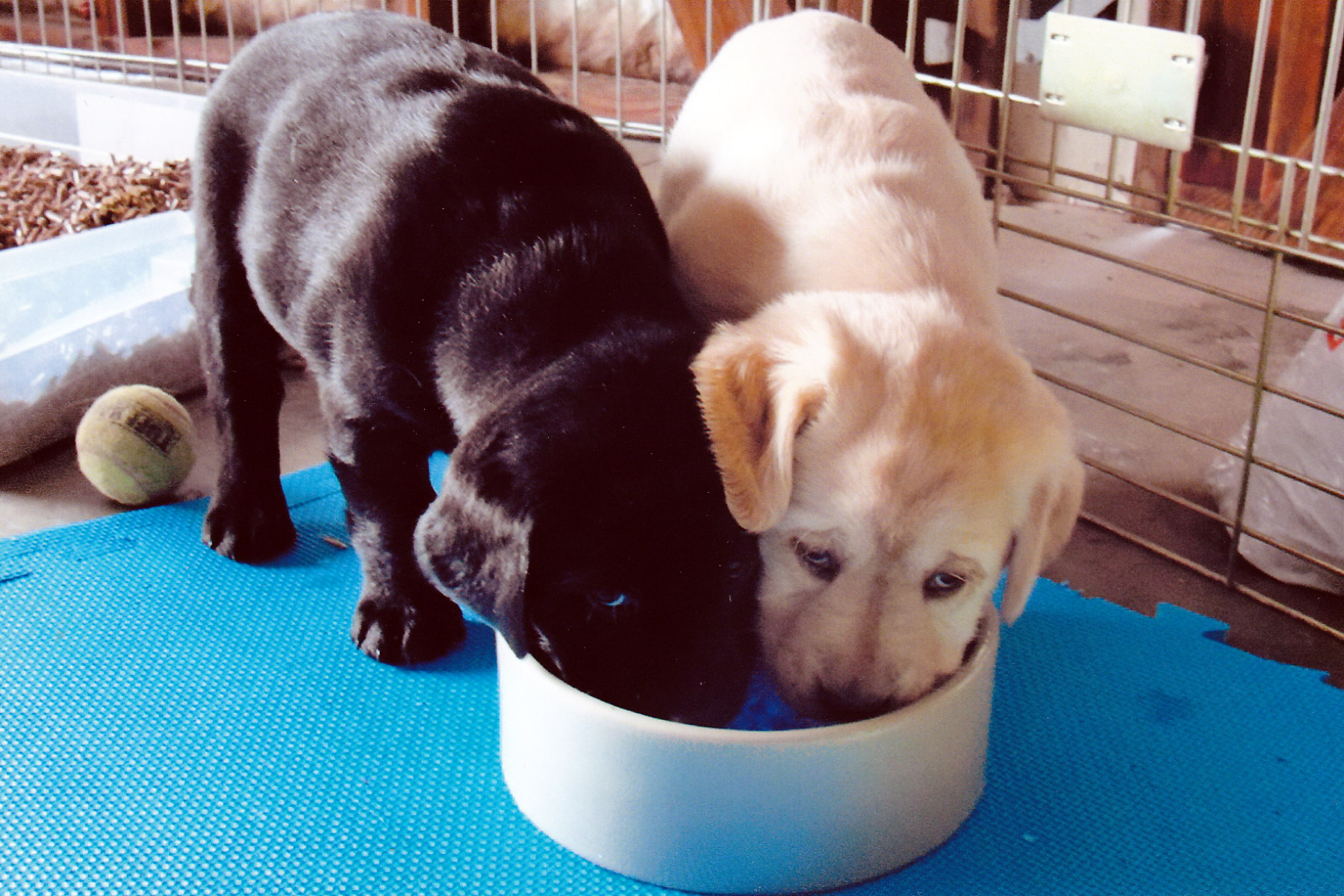 Opal & Odyn